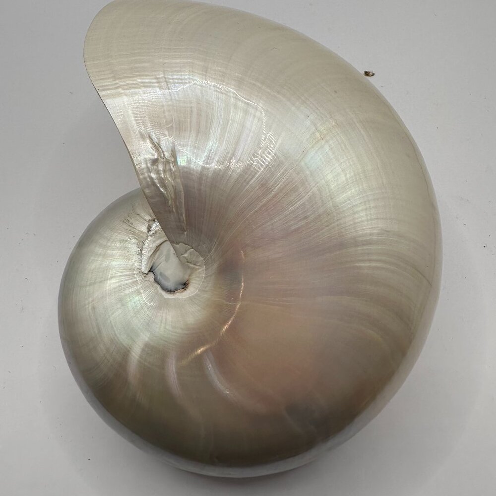 Polished Pearl Nautilis Shell 5"